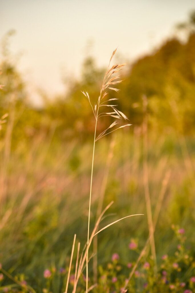 A single stalk of grass in a field at sunset
